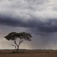 baum mit wollke baum mit wollke